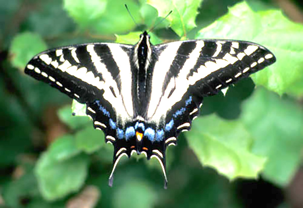 Swallowtail Butterfly. Picture by Mike Sappingfield