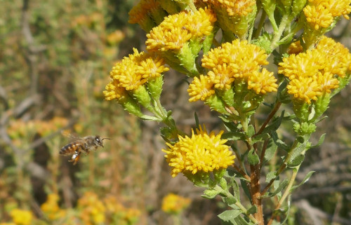 Bee and Golden Bush. Picture by Helen Maurer