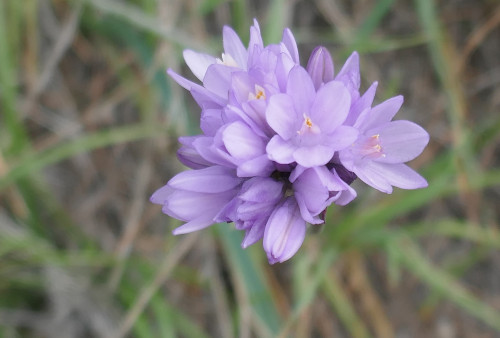 School Bell Photo Helen Maurer