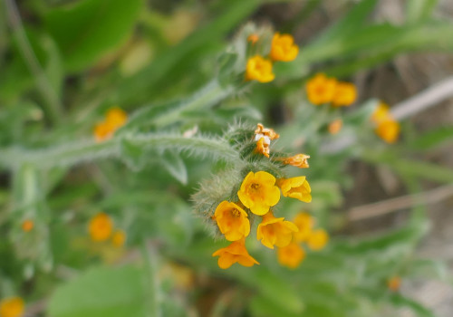 Fiddleneck Photo Helen Maurer
