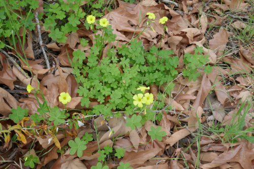 Oxalis Photo Helen Maurer