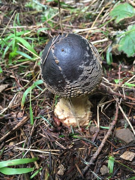 Amanita Augusta