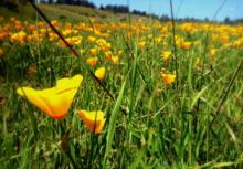 California Poppy