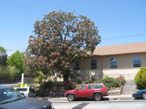 Horse Chestnut on Broadway
