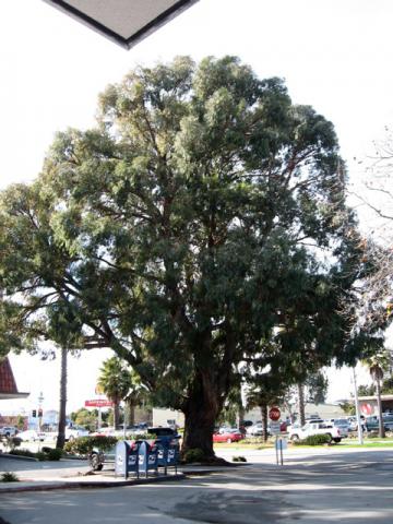 Ironbark Tree at Post Office