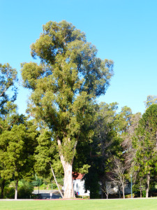 Mills College Eucalyptus