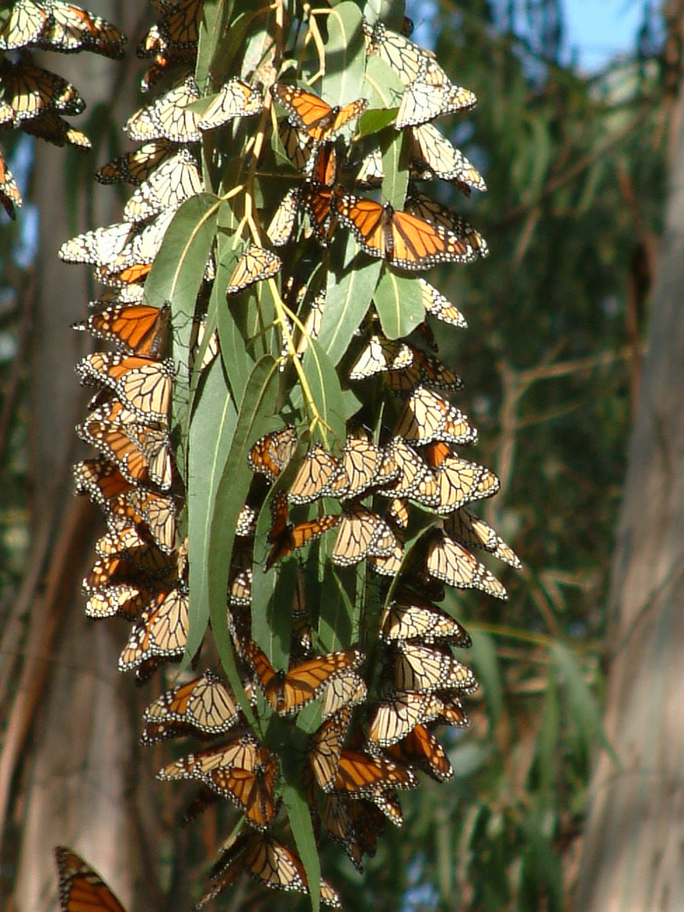 Butterfly Cluster