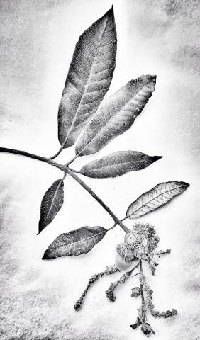 Tan Oak Leaf