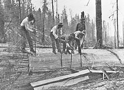 Tanoak Loggers