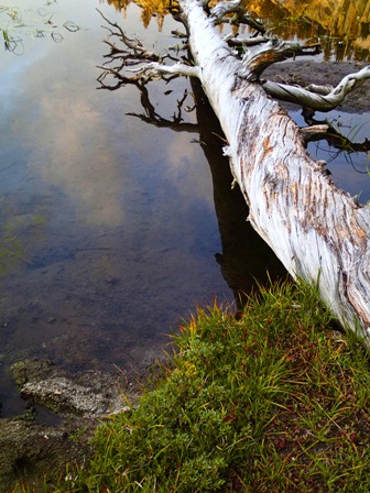 Log on water Log on water