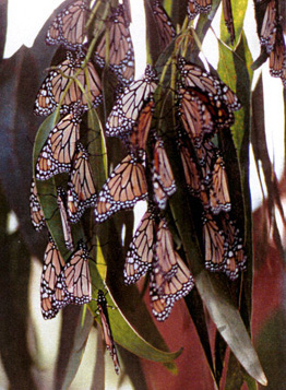 Monarchs in Eucalyptus