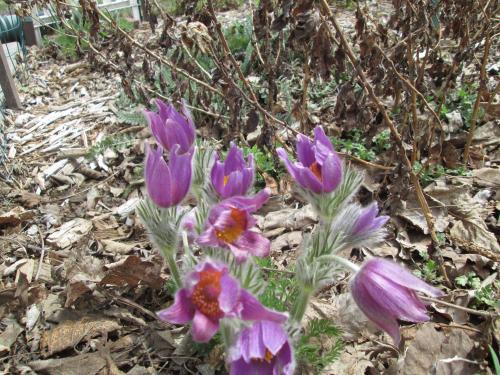  Pasqueflower