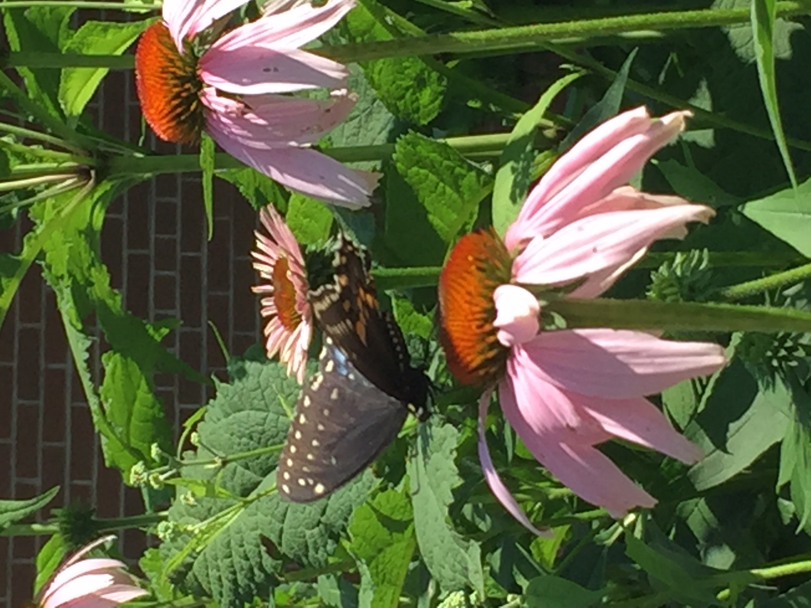 Butterfly in Rain Garden