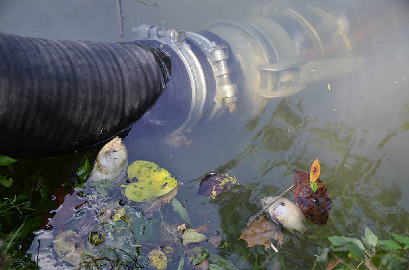 Overflowing sewer drain