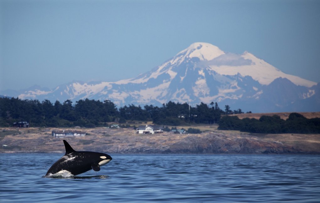 A southern resident killer whale breaches last summer in Haro Strait just off San Juan Island. Mount Baker is in the background. (Steve Ringman / The Seattle Times)