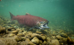 Chinook Salmon USFWS Natl Digital Library