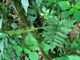 Fern