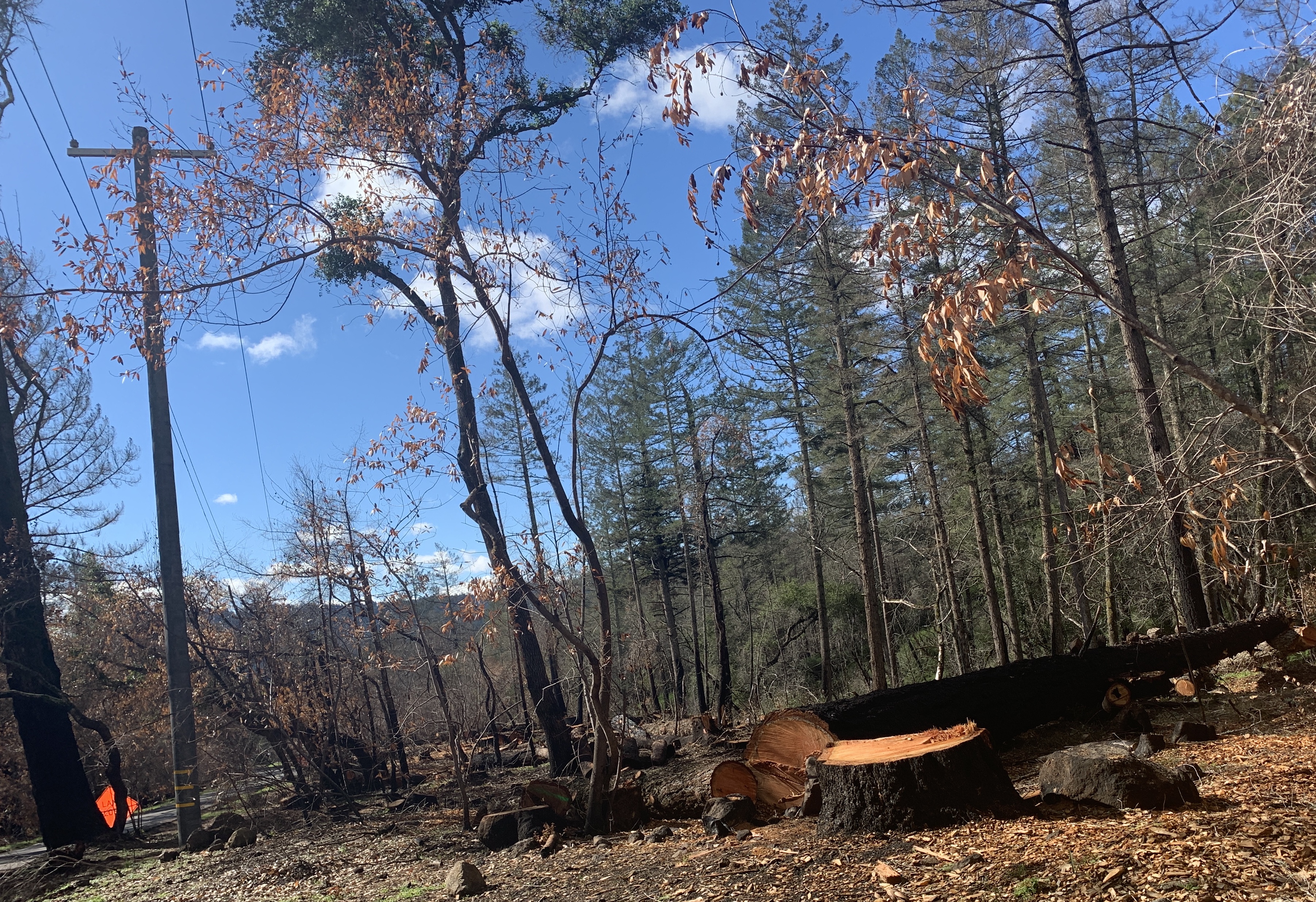 Cut trees around a power line in Sonoma County