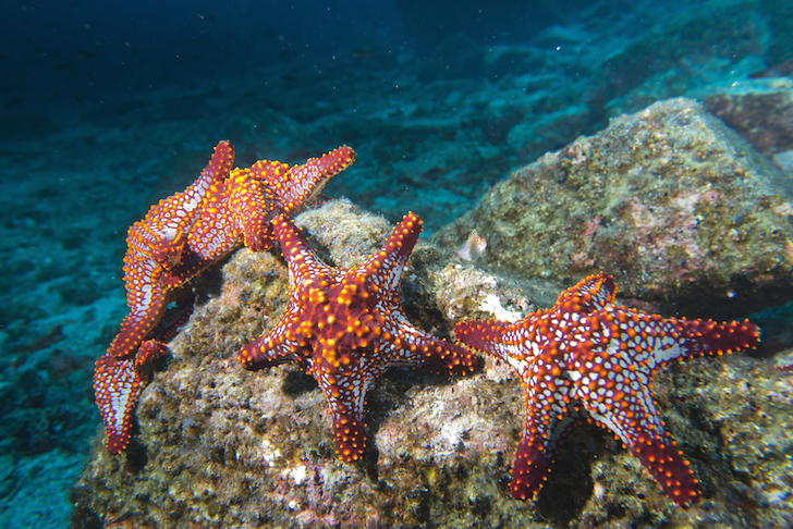 Sea Stars