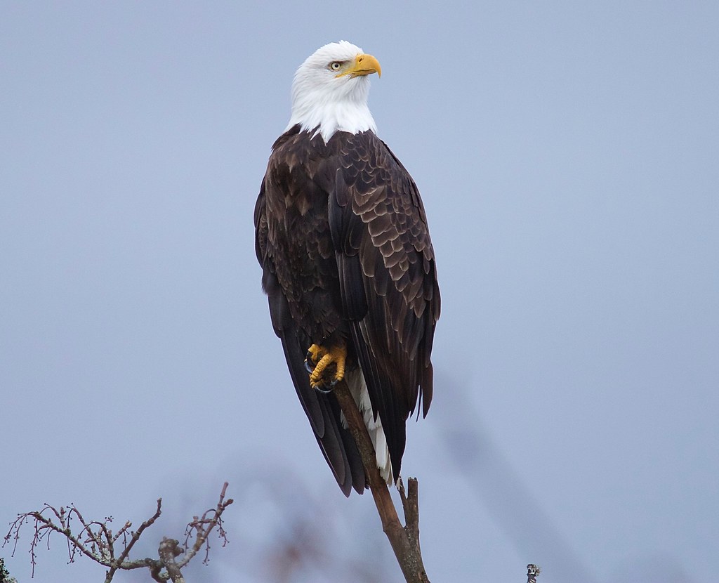 A bald eagle
