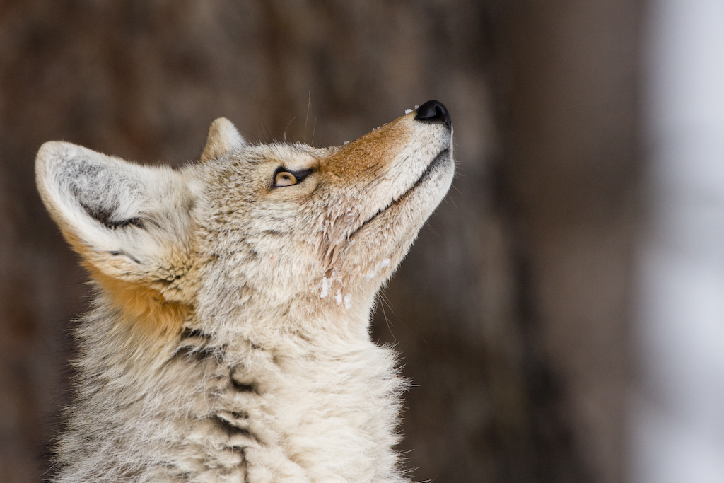 A coyote looking up.