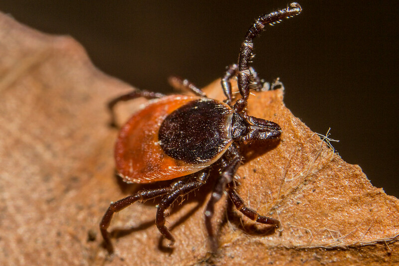 Blacklegged deer tick. Photo by Lennart Lange. 
