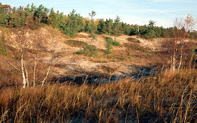 A wetland rimmed by pines.