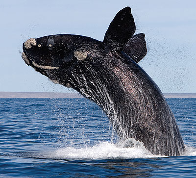 Right whale leaping out of ocean