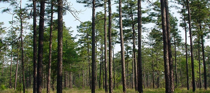 Longleaf pines