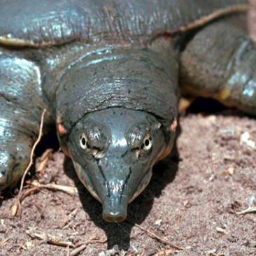 turtle