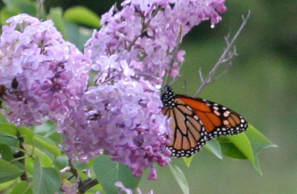 Photo of a monarch butterfly on purple lilacs