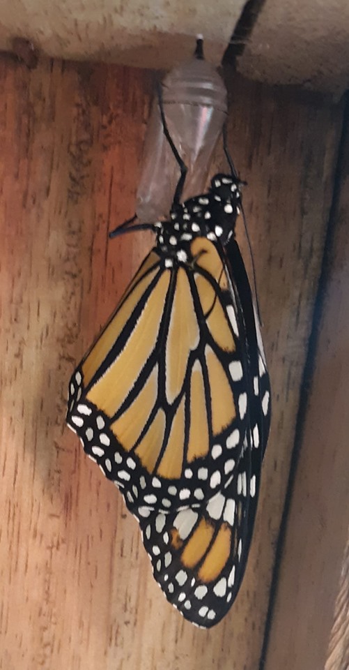 Monarch