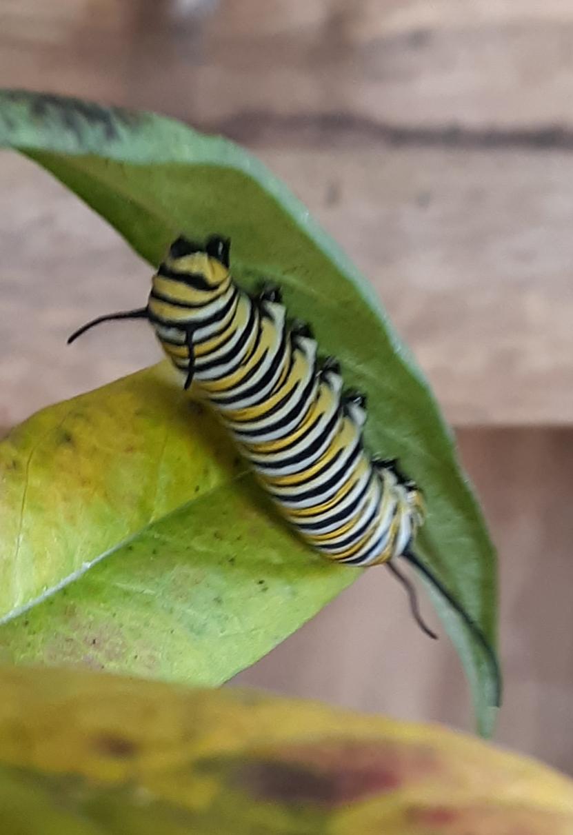 Monarch Caterpillar