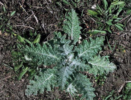 A Scotch Thistle rosette