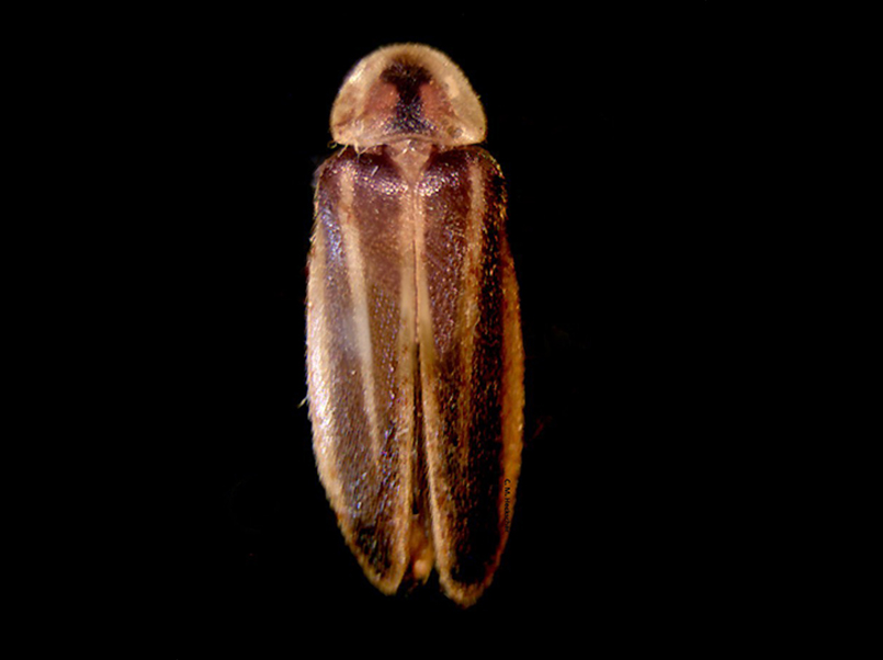 bethany beach firefly