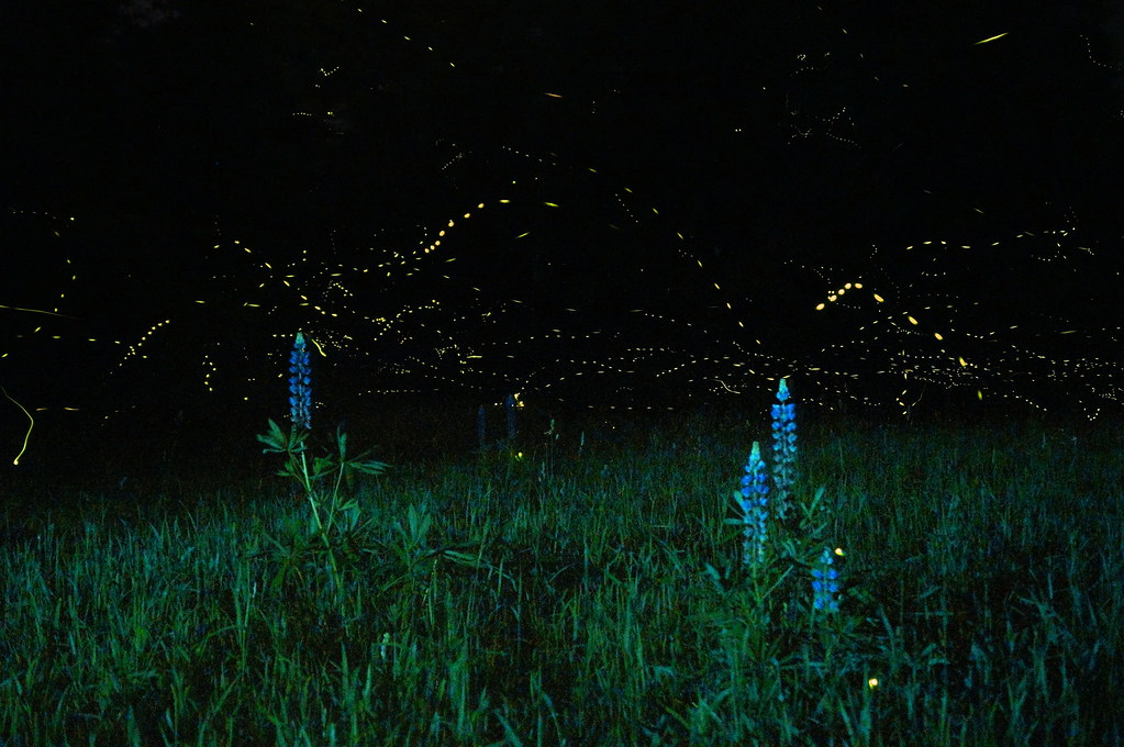 fireflies at night