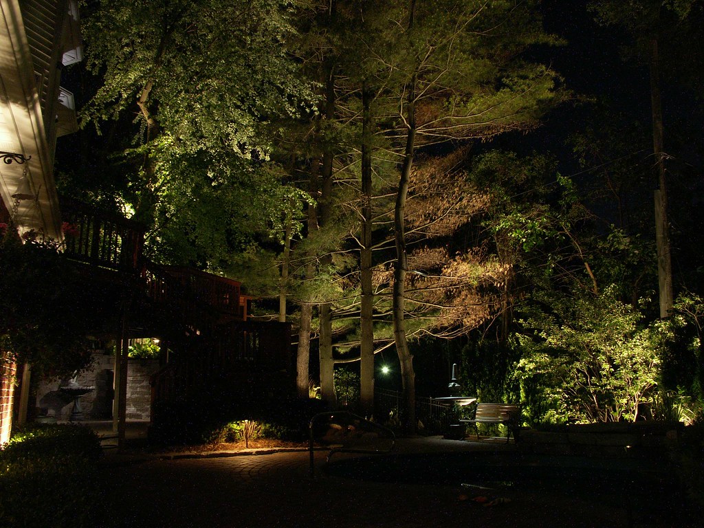 outdoor lights shine on trees
