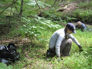Danielle Seely removes invasive stilt grass RuthSwanPark 6.2010web