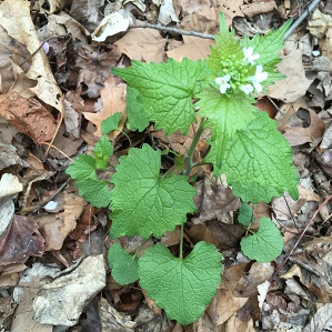 Garlic Mustard 2nd Year Growth with flowers by James Lin