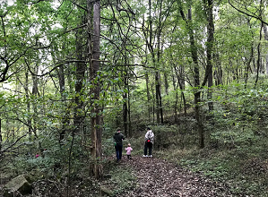 Jamboree 2019 Family exploration in the woods by Bella Dastvan 10.12.2019 web.png