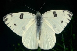 WVa White Butterfly http://entnemdept.ufl.edu/creatures/veg/leaf/checkered_white.htm
