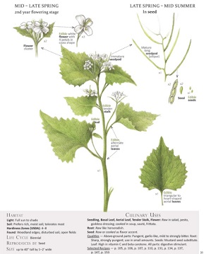  http://www.botanicalartspress.com/blog/2015/4/18/garlic-mustard-root-horseradish 