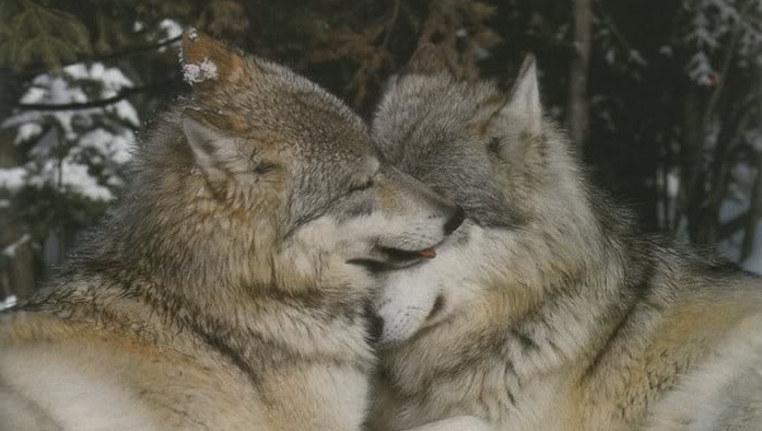 Wolves Hugging