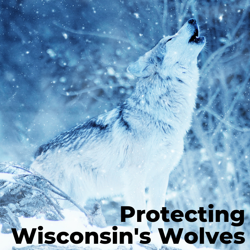 Click to navigate to the Wisconsin's Wolves page