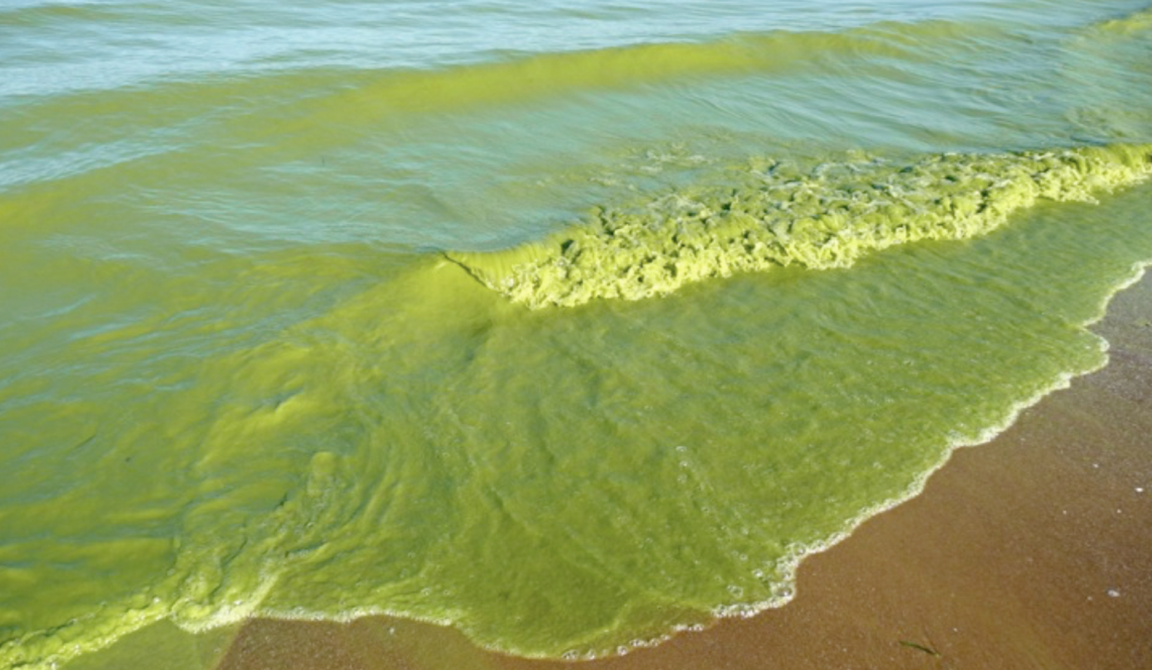 Cyanobacterial bloom
