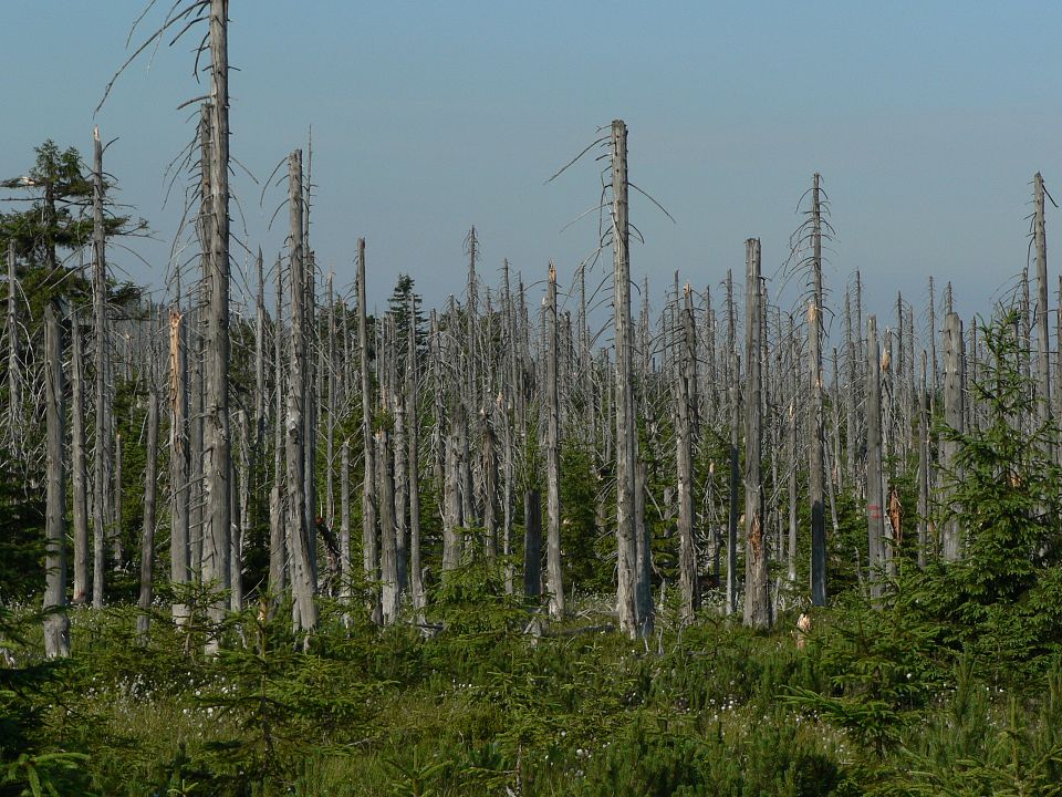 Dying trees without leaves due to acid rain