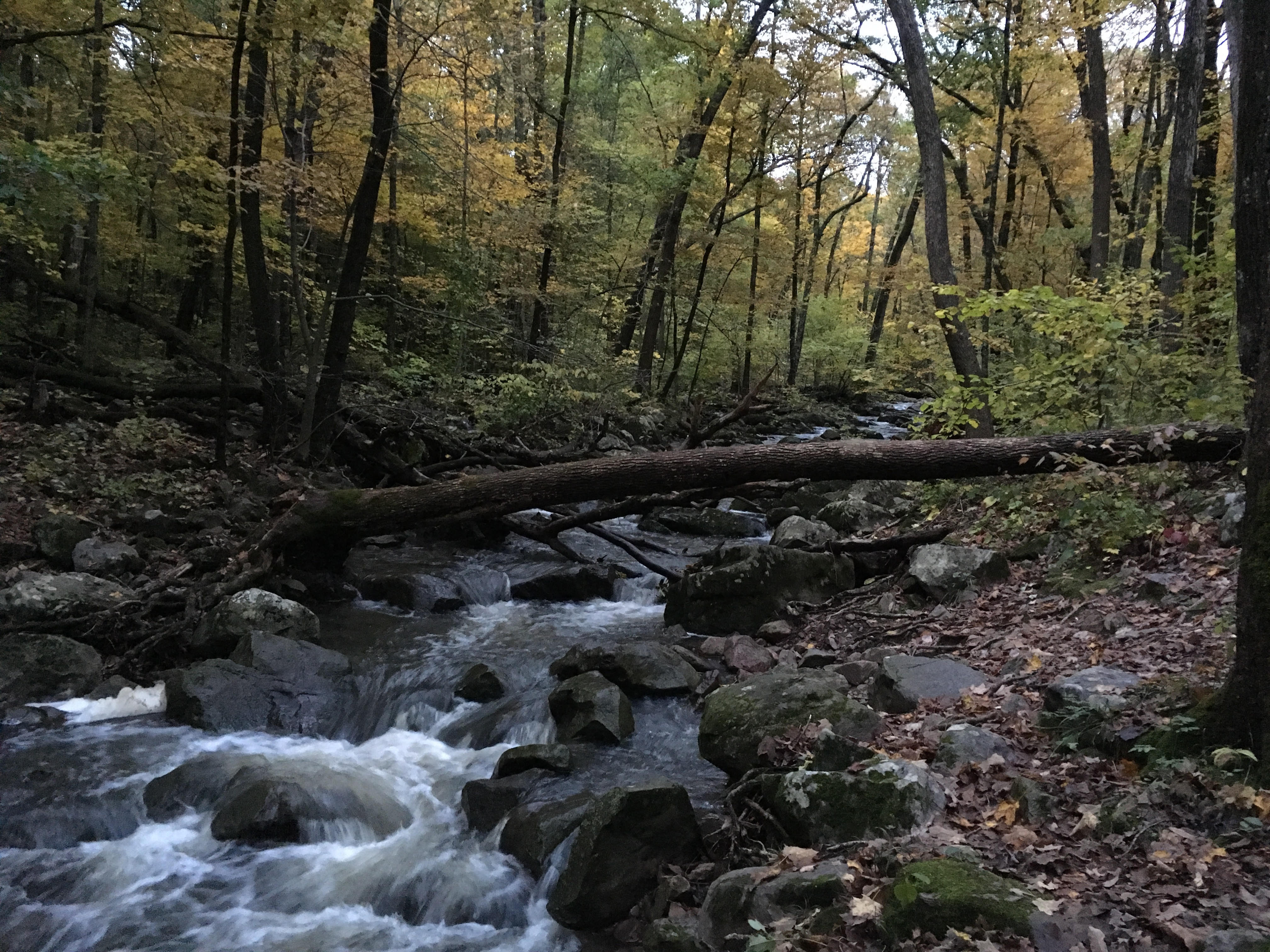 A river winding through a forest in early fall