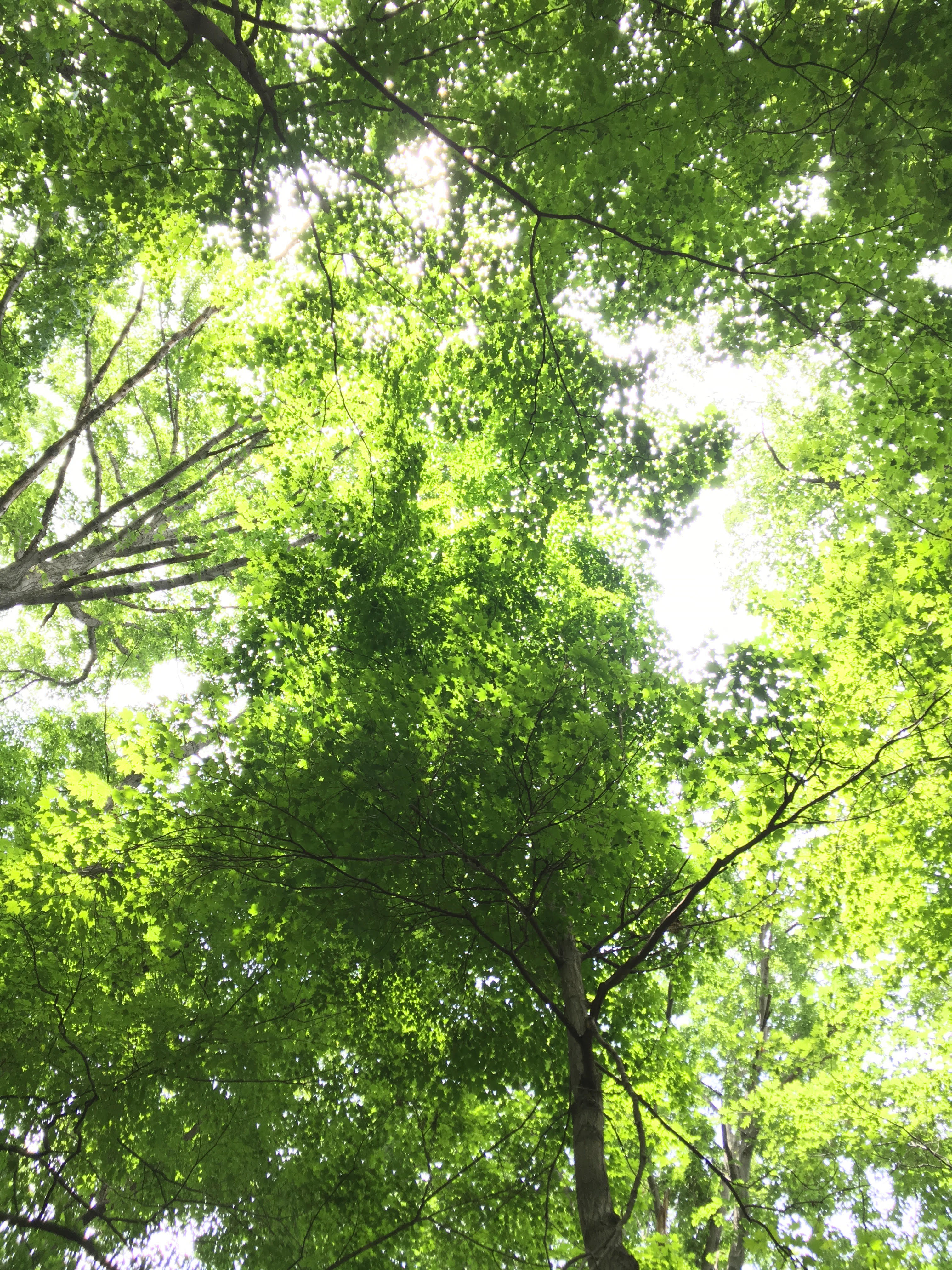 Forest canopy in the summer