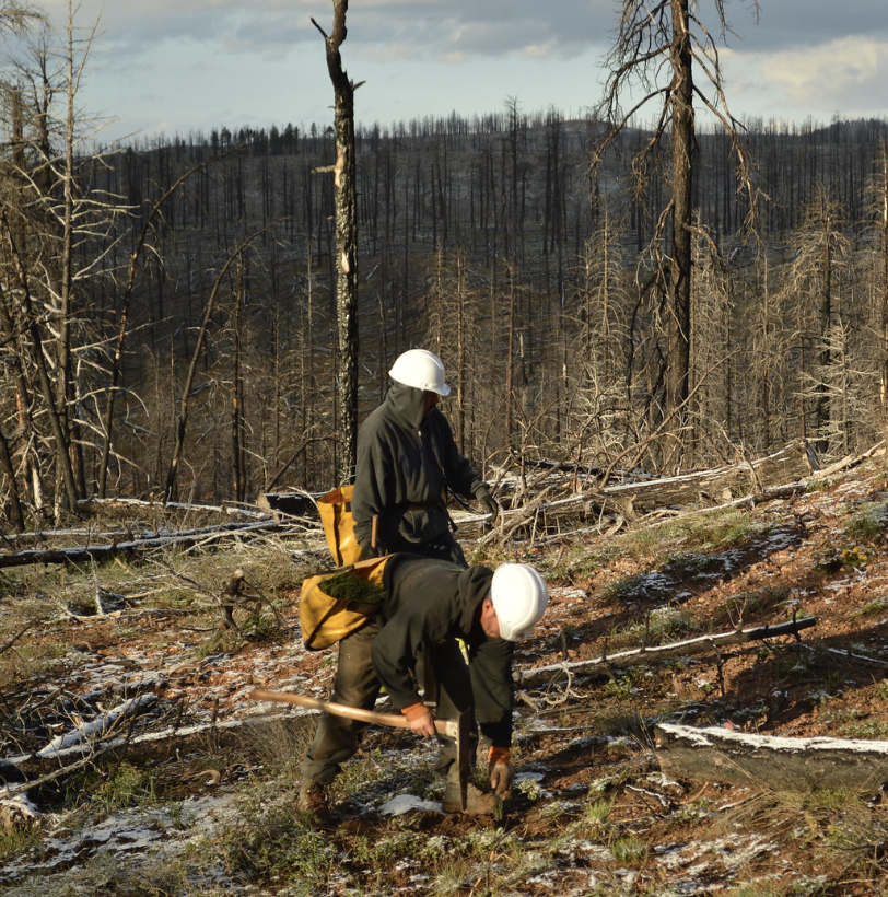 Two workers plant trees 