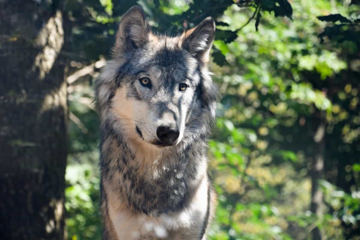 Wolf looking curious in forest